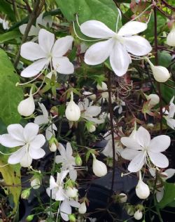 Light Bulb Clerodendrum, Chains of Glory, Clerodendrum smitinandii, C. smithianum